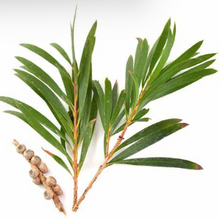 Load image into Gallery viewer, Body Scrub